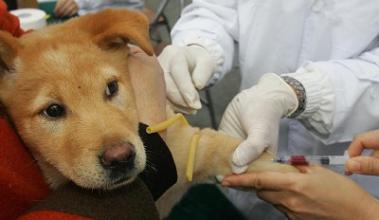 冷知识 | 狂犬病居然可以潜伏23年?